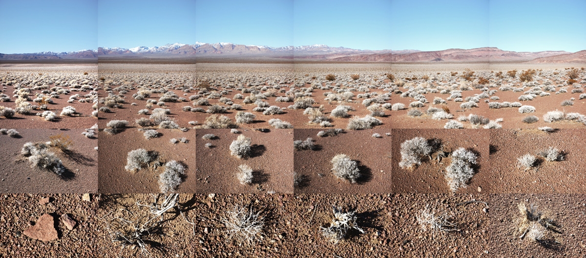 Sarcobatus Falt, Nevada